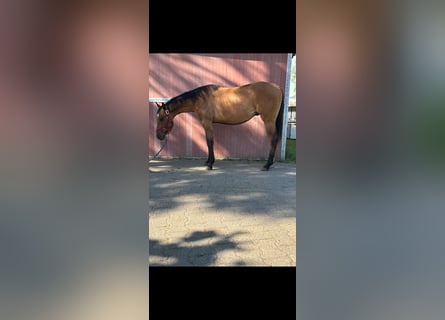 American Quarter Horse, Hengst, 3 Jaar, 150 cm