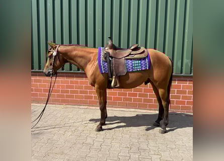 American Quarter Horse, Hengst, 3 Jaar, 152 cm, Bruin