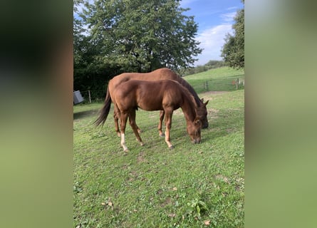 American Quarter Horse, Hengst, 3 Jaar, 160 cm, Donkere-vos