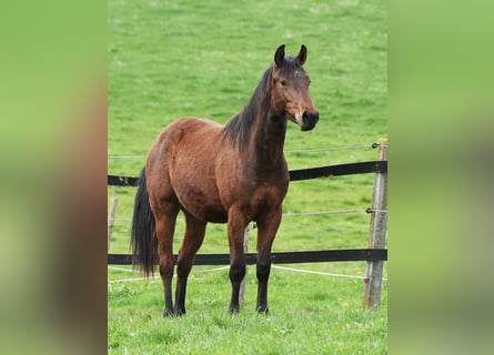 American Quarter Horse, Hengst, 3 Jaar, Bruin