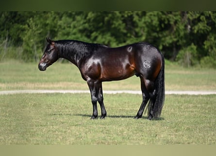 American Quarter Horse, Hengst, 3 Jaar, Donkerbruin