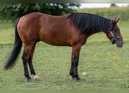 American Quarter Horse, Hengst, 3 Jaar, Roodbruin