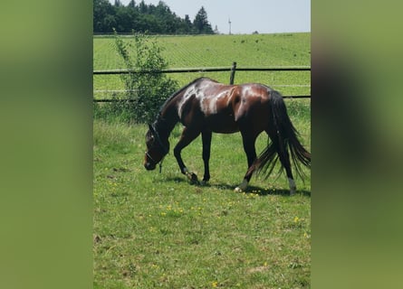American Quarter Horse, Hengst, 3 Jahre, 145 cm, Brauner