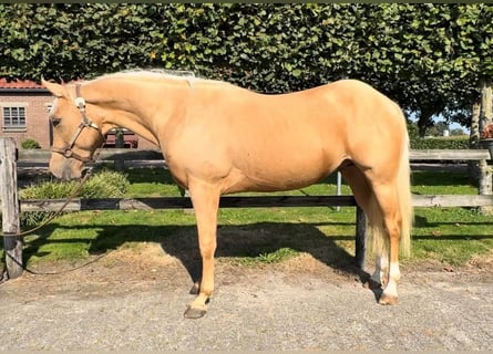 American Quarter Horse, Hengst, 3 Jahre, 147 cm, Palomino