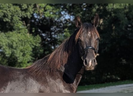 American Quarter Horse, Hengst, 3 Jahre, 147 cm, Rappe
