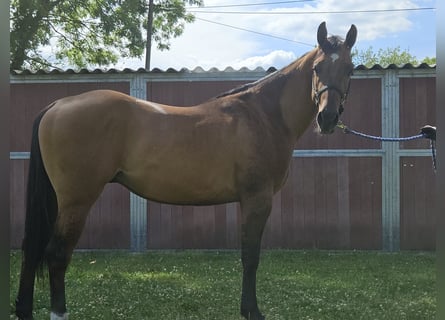 American Quarter Horse, Hengst, 3 Jahre, 150 cm, Dunalino