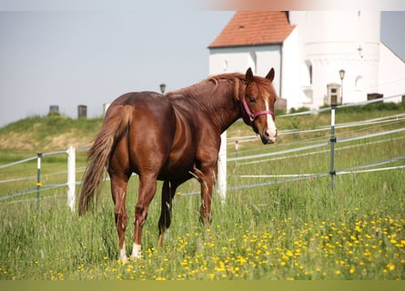 American Quarter Horse, Hengst, 3 Jahre, 150 cm, Fuchs