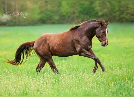 American Quarter Horse, Hengst, 3 Jahre, 152 cm, Dunkelfuchs