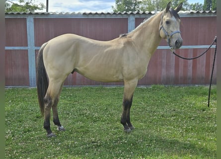 American Quarter Horse, Hengst, 3 Jahre, 153 cm, Buckskin