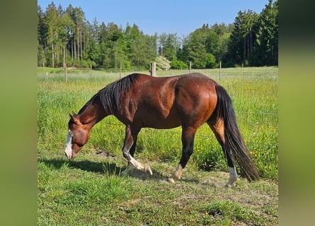 American Quarter Horse, Hengst, 3 Jahre, 155 cm, Brauner