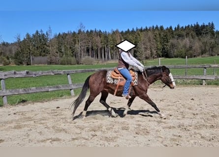 American Quarter Horse, Hengst, 3 Jahre, 155 cm, Brauner