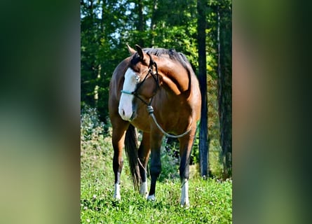 American Quarter Horse, Hengst, 3 Jahre, 155 cm, Brauner
