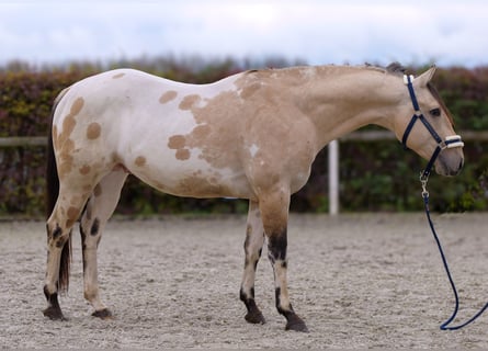 American Quarter Horse, Hengst, 3 Jahre, 158 cm, Palomino