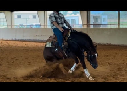 American Quarter Horse, Hengst, 3 Jahre, Dunkelfuchs