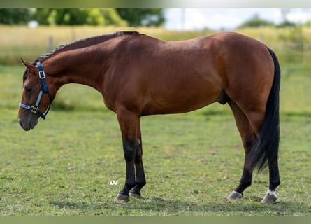 American Quarter Horse, Hengst, 3 Jahre, Rotbrauner