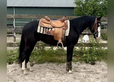 American Quarter Horse, Hengst, 4 Jaar, 141 cm, Zwart