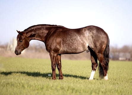 American Quarter Horse, Hengst, 4 Jaar, 147 cm, Rabicano