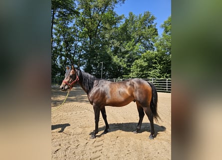 American Quarter Horse, Hengst, 4 Jaar, 150 cm, Brauner