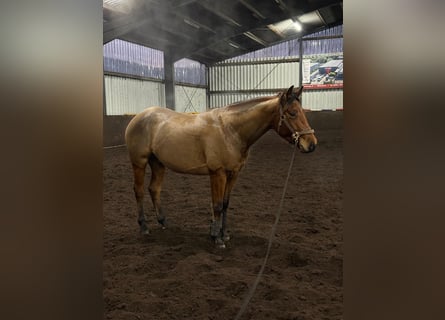 American Quarter Horse, Hengst, 4 Jaar, 152 cm, Bruin
