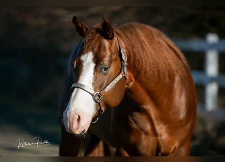 American Quarter Horse, Hengst, 4 Jaar, 153 cm, Donkere-vos