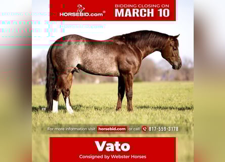 American Quarter Horse, Hengst, 4 Jahre, 147 cm, Rabicano