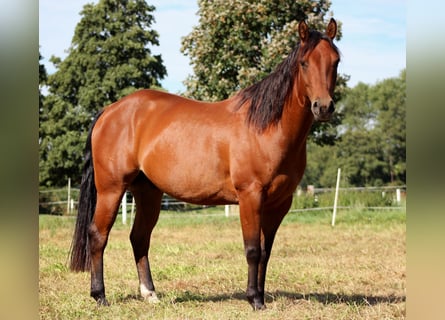 American Quarter Horse, Hengst, 4 Jahre, 150 cm, Brauner