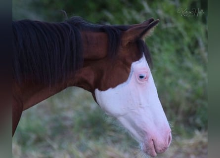 American Quarter Horse, Hengst, 4 Jahre, 150 cm, Overo-alle-Farben