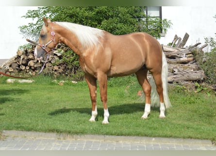 American Quarter Horse, Hengst, 4 Jahre, 150 cm, Palomino