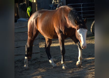 American Quarter Horse, Hengst, 4 Jahre, 154 cm, Brauner