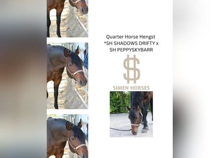 American Quarter Horse, Hengst, 5 Jaar, 150 cm, Bruin