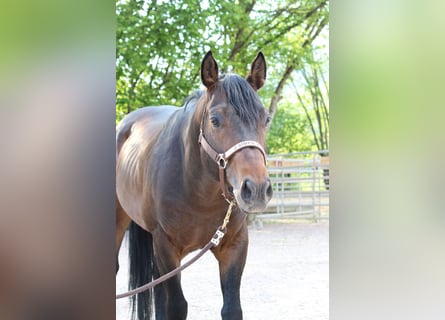 American Quarter Horse, Hengst, 5 Jaar, 150 cm, Bruin