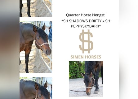 American Quarter Horse, Hengst, 5 Jahre, 150 cm, Brauner