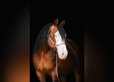 American Quarter Horse, Hengst, 5 Jahre, 150 cm, Brauner
