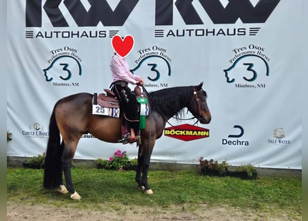 American Quarter Horse, Hengst, 6 Jaar, 148 cm, Bruin