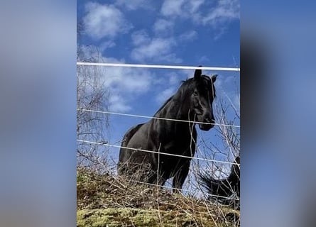 American Quarter Horse, Hengst, 6 Jaar, 152 cm, Zwart