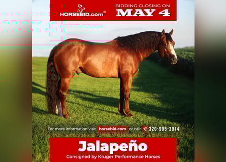 American Quarter Horse, Hengst, 6 Jaar, Donkere-vos