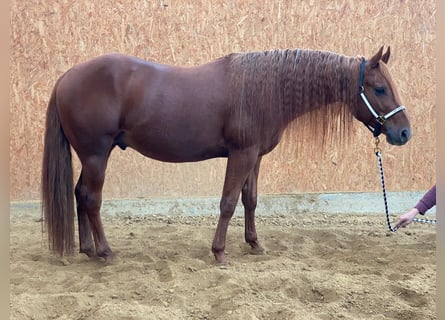 American Quarter Horse, Hengst, 6 Jaar, Vos