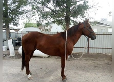 American Quarter Horse, Hengst, 6 Jahre, 152 cm, Rotfuchs