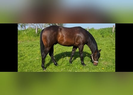 American Quarter Horse, Hengst, 8 Jaar, 152 cm, Falbe