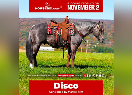 American Quarter Horse, Hengst, 8 Jahre, Roan-Bay