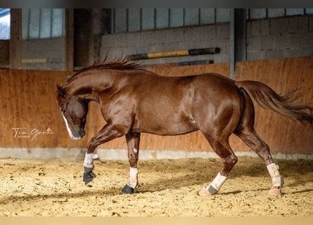 American Quarter Horse, Hengst, 9 Jahre, 150 cm, Fuchs