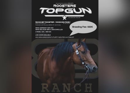 American Quarter Horse, Hengst, 13 Jahre, 152 cm, Brauner