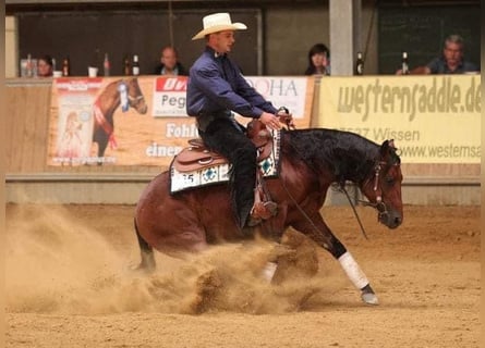 American Quarter Horse, Hengst, 19 Jahre, 143 cm, Brauner