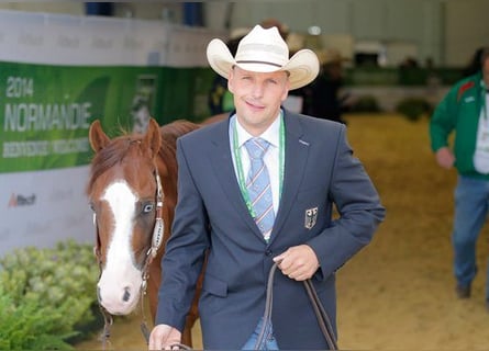 American Quarter Horse, Hengst, 19 Jahre, 145 cm, Brauner