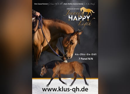 American Quarter Horse, Hengst, 18 Jaar, 150 cm, Buckskin