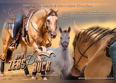 American Quarter Horse, Hengst, 10 Jahre, 159 cm, Champagne