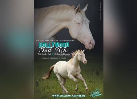 American Quarter Horse, Hengst, 3 Jaar, 154 cm, Champagne