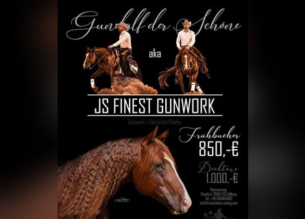 American Quarter Horse, Hengst, 8 Jaar, 145 cm, Donkere-vos