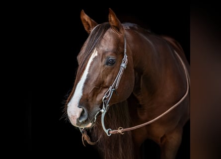 American Quarter Horse, Hengst, 8 Jaar, 145 cm, Donkere-vos