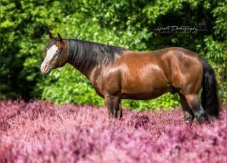 American Quarter Horse, Hengst, 13 Jahre, 148 cm, Dunkelbrauner